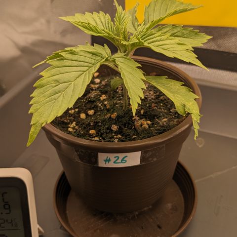 #26 Double Kush Cake growlog timeline photo