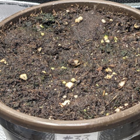 #33 Purple Skunk growlog photo