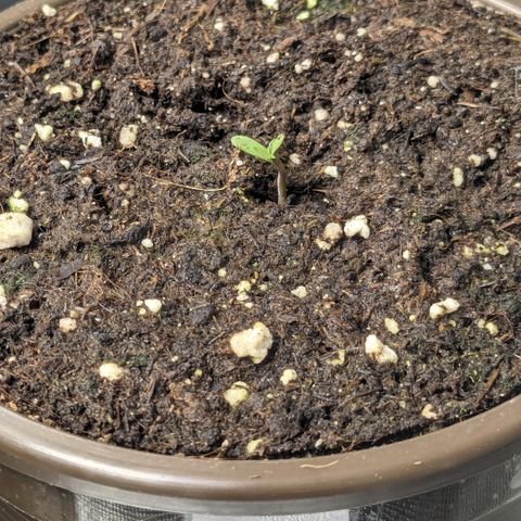 #30 Afghani #1 growlog timeline photo
