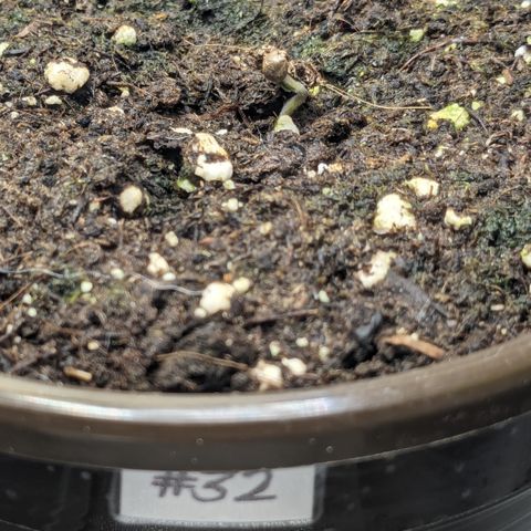 #32 Purple Skunk growlog photo