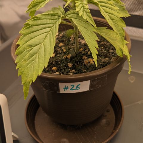 #26 Double Kush Cake growlog timeline photo