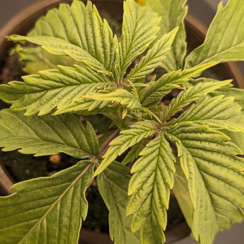 #26 Double Kush Cake growlog timeline photo