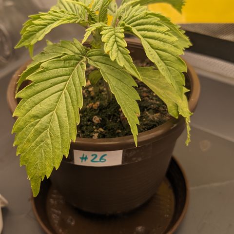 #26 Double Kush Cake growlog timeline photo