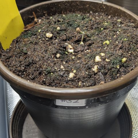 #32 Purple Skunk growlog photo