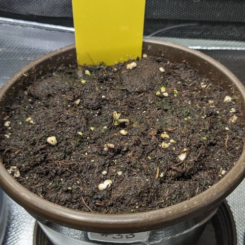 #33 Purple Skunk growlog photo