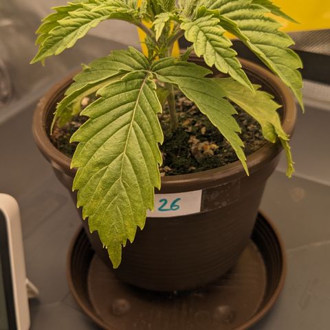#26 Double Kush Cake growlog timeline photo