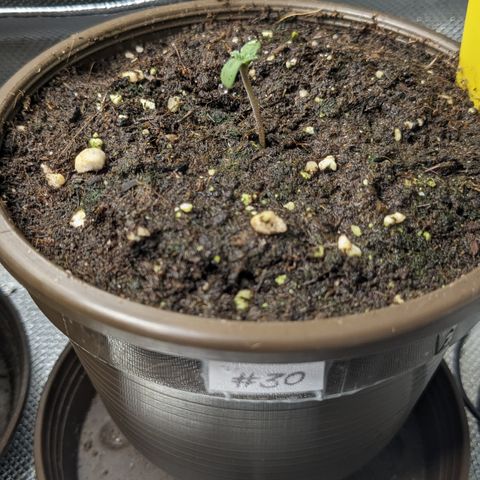 #30 Afghani #1 growlog timeline photo