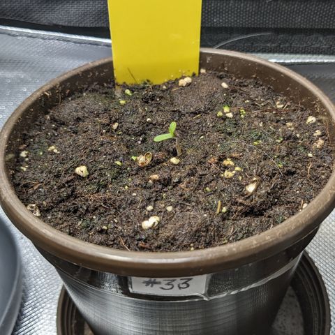 #33 Purple Skunk growlog photo