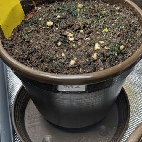 #32 Purple Skunk growlog photo