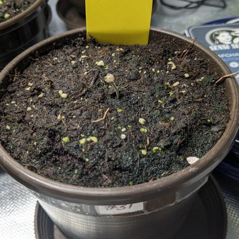 #31 White Widow growlog timeline photo
