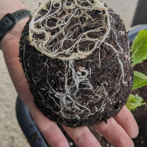 #26 Double Kush Cake growlog timeline photo