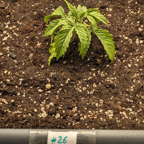 #26 Double Kush Cake growlog timeline photo