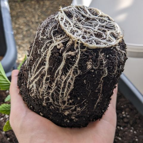 #26 Double Kush Cake growlog timeline photo