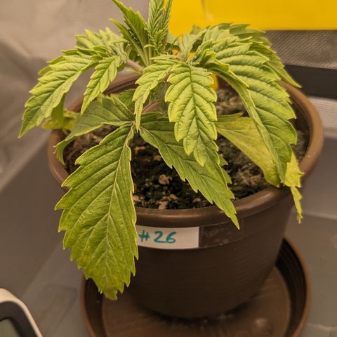 #26 Double Kush Cake growlog timeline photo