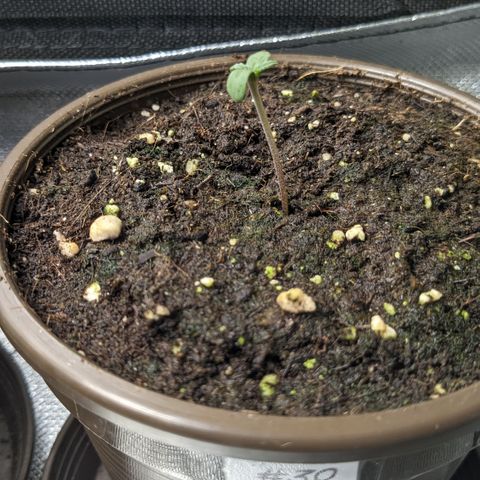 #30 Afghani #1 growlog timeline photo