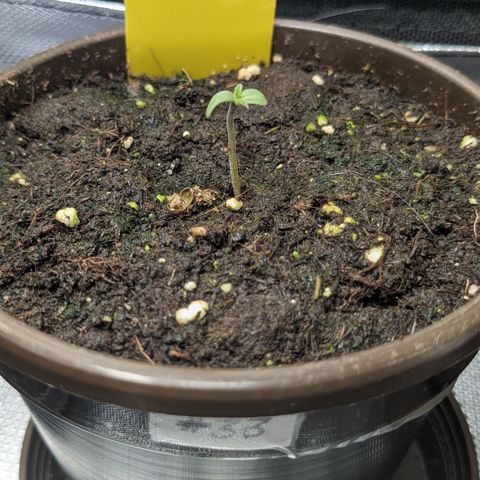 #33 Purple Skunk growlog timeline photo