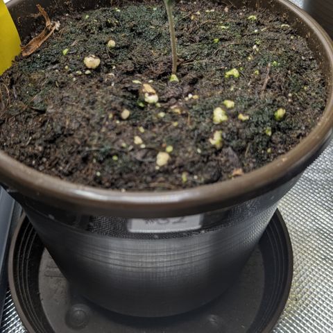 #32 Purple Skunk growlog timeline photo