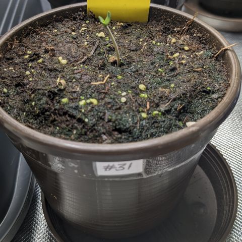 #31 White Widow growlog timeline photo