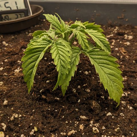 #26 Double Kush Cake growlog timeline photo