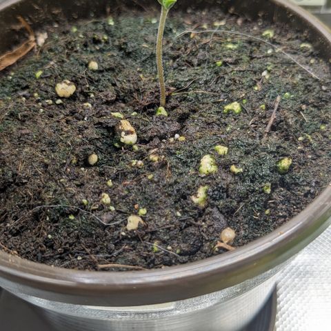 #32 Purple Skunk growlog timeline photo
