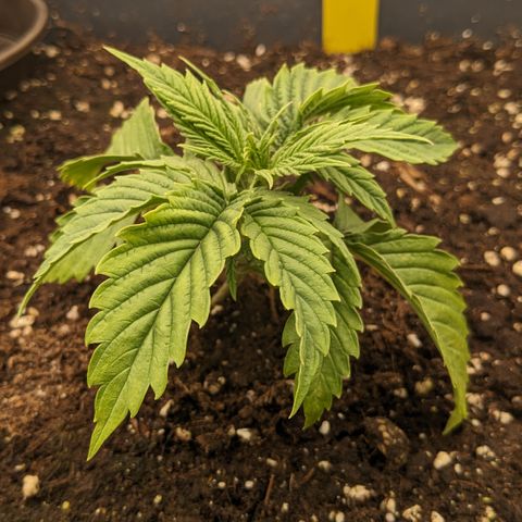 #26 Double Kush Cake growlog timeline photo
