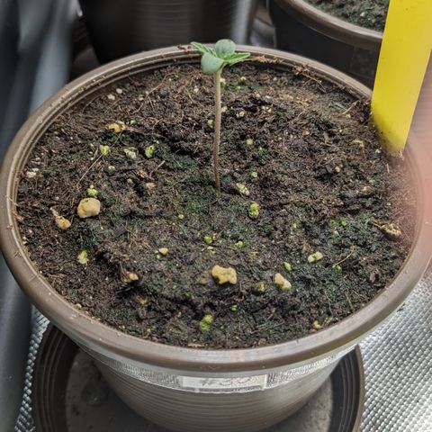 #30 Afghani #1 growlog timeline photo