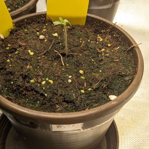 #31 White Widow growlog timeline photo