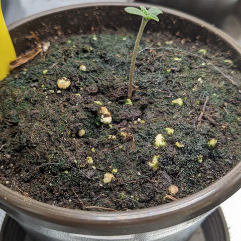 #32 Purple Skunk growlog timeline photo