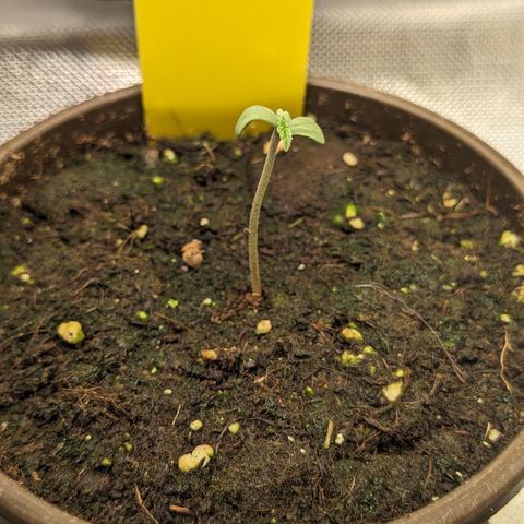 #33 Purple Skunk growlog timeline photo