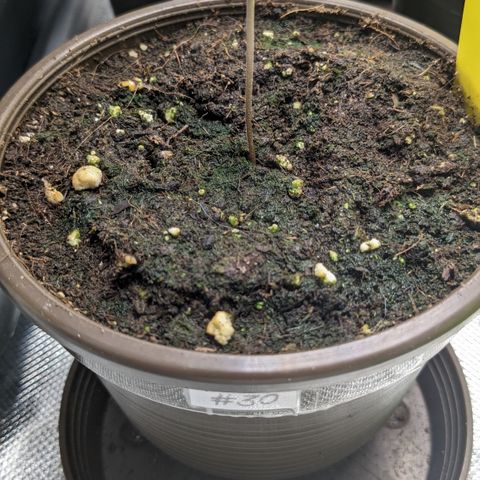 #30 Afghani #1 growlog timeline photo