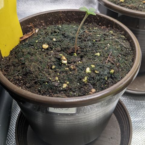 #32 Purple Skunk growlog timeline photo