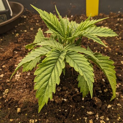 #26 Double Kush Cake growlog timeline photo