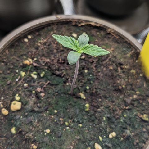 #30 Afghani #1 growlog timeline photo
