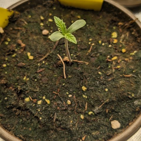 #31 White Widow growlog timeline photo