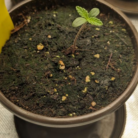 #32 Purple Skunk growlog timeline photo