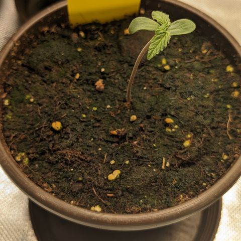 #33 Purple Skunk growlog timeline photo