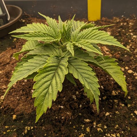 #26 Double Kush Cake growlog timeline photo