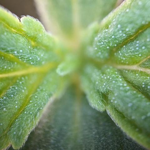 #30 Afghani #1 growlog timeline photo