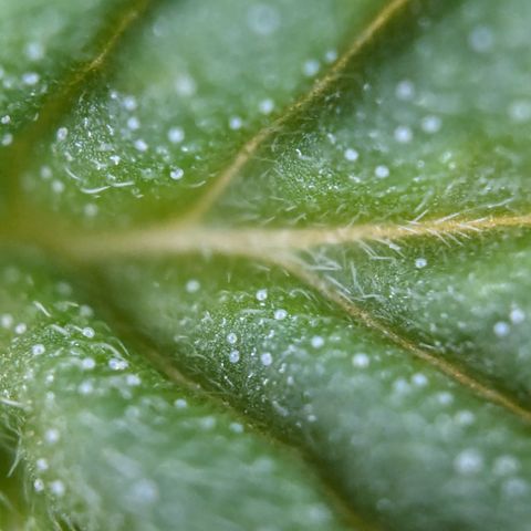 #30 Afghani #1 growlog timeline photo