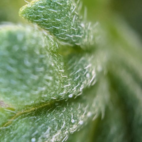 #33 Purple Skunk growlog timeline photo