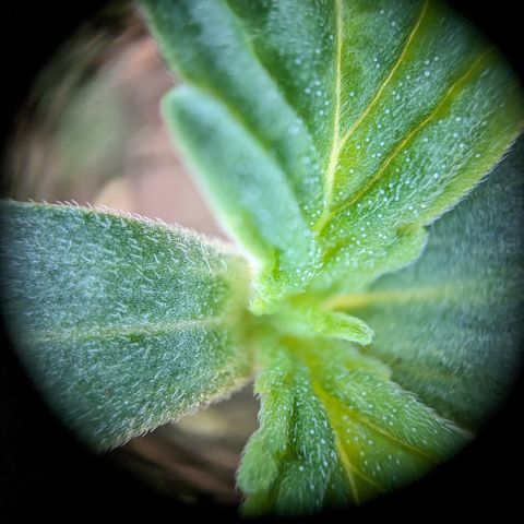 #30 Afghani #1 growlog timeline photo