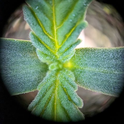 #31 White Widow growlog timeline photo