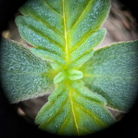 #32 Purple Skunk growlog timeline photo