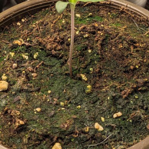 #30 Afghani #1 growlog timeline photo