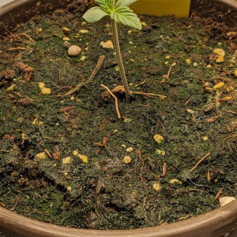 #31 White Widow growlog timeline photo