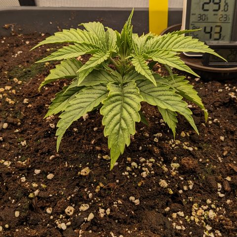 #26 Double Kush Cake growlog timeline photo