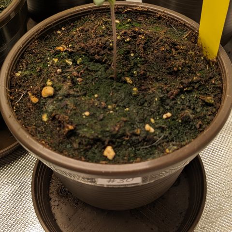 #30 Afghani #1 growlog timeline photo