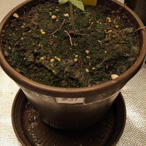 #31 White Widow growlog timeline photo