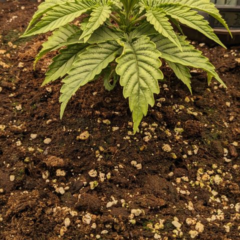 #26 Double Kush Cake growlog timeline photo