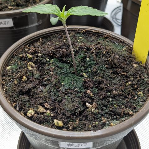 #30 Afghani #1 growlog timeline photo